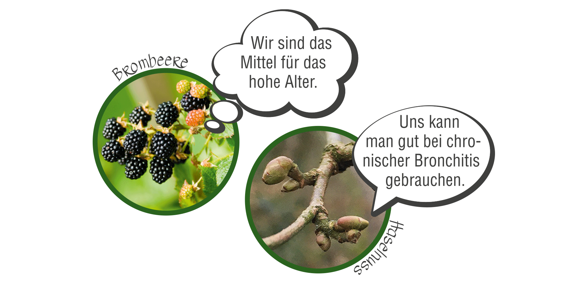 Wir sind das Mittel für das hohe Alter. Uns kann man gut bei chronischer Bronchitis gebrauchen.