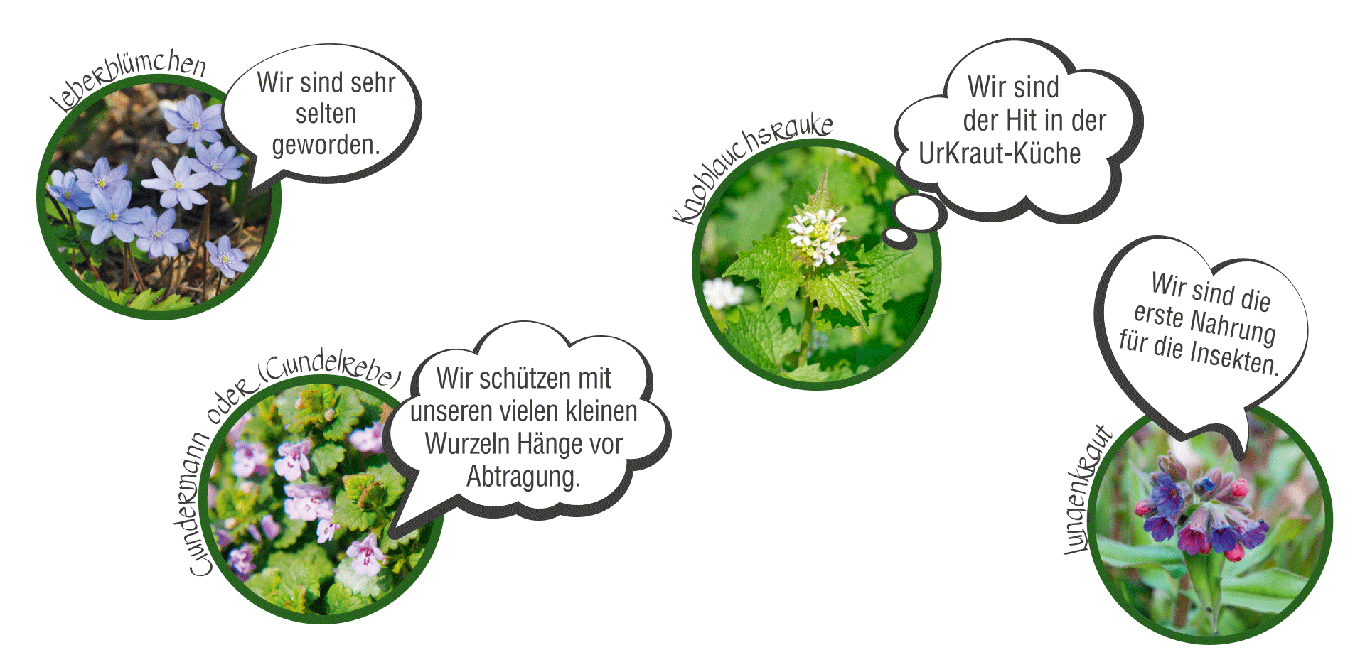 Leberblümchen, Gundermann, Knoblaucsrauke und Lungenkraut